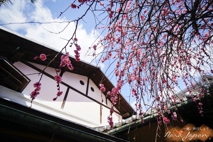 奈良民宿,奈良青年旅館,奈良住宿,奈良住哪裡,奈良自由行,奈良好玩,奈良小鹿,奈良景點
