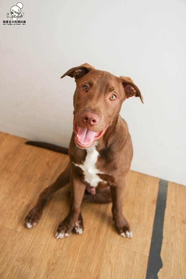 黑糖奶奶 飲料 (38 - 39).jpg 黑糖奶奶 飲料 (38 - 39).jpg