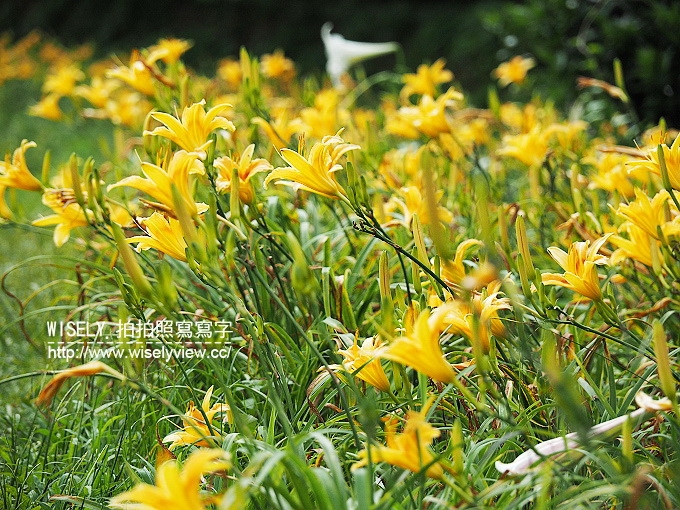 【遊記】新北市。三芝鄉：牧蜂農場＠特色金針花田小秘境，還有天然風味蜂蜜茶~(交通方式)