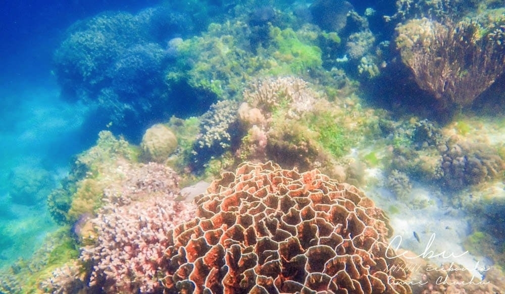 宿霧自由行,宿霧簽證,宿霧渡假,宿霧飯店,宿霧交通,宿霧薄荷島,宿霧旅行社推薦,宿霧鈦美,鈦美旅行社,海島旅行,海島自由行,海島推薦