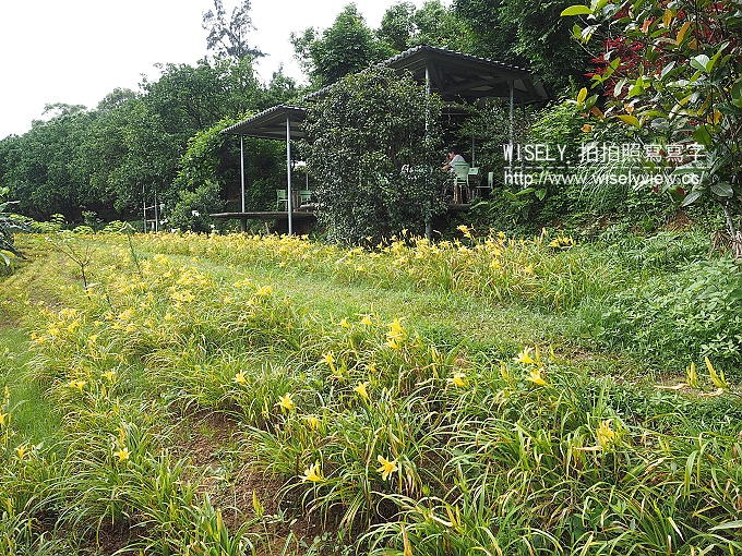 【遊記】新北市。三芝鄉：牧蜂農場＠特色金針花田小秘境，還有天然風味蜂蜜茶~(交通方式)