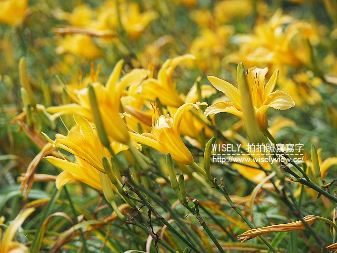 【遊記】新北市。三芝鄉：牧蜂農場＠特色金針花田小秘境，還有天然風味蜂蜜茶~(交通方式)