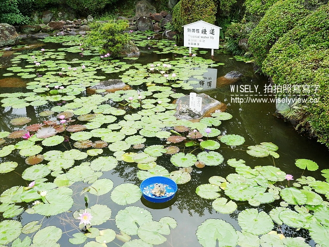 【旅行】日本北九州。《大分縣大好玩-溫泉之最 元氣活力再現！》03：別府海地獄巡遊、杵築城下町和服體驗外拍、日田祇園山鉾會館、豆田町散策&千屋鰻魚飯三吃、日田温泉 小京都の湯 みくまホテル(屋形船宴&鸕鶿捕魚)