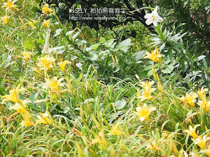 【遊記】新北市。三芝鄉：牧蜂農場＠特色金針花田小秘境，還有天然風味蜂蜜茶~(交通方式)