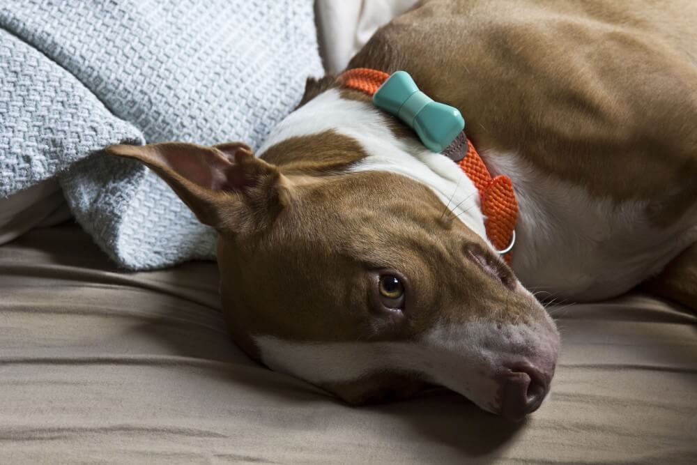 IMG_9396_copy21-e1449853688220