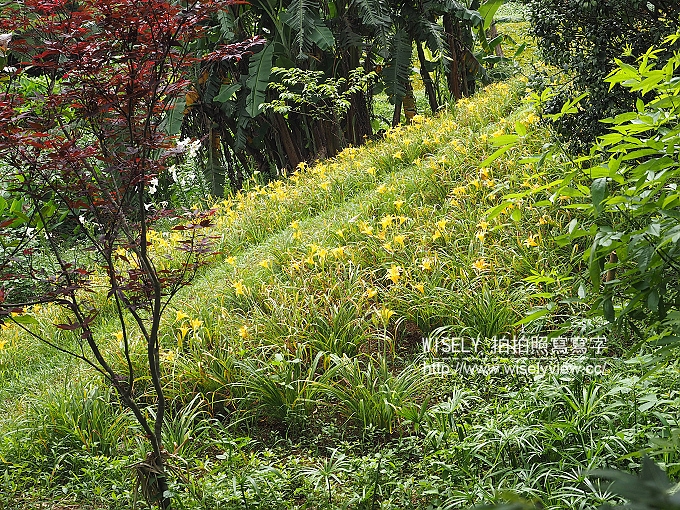 【遊記】新北市。三芝鄉：牧蜂農場＠特色金針花田小秘境，還有天然風味蜂蜜茶~(交通方式)