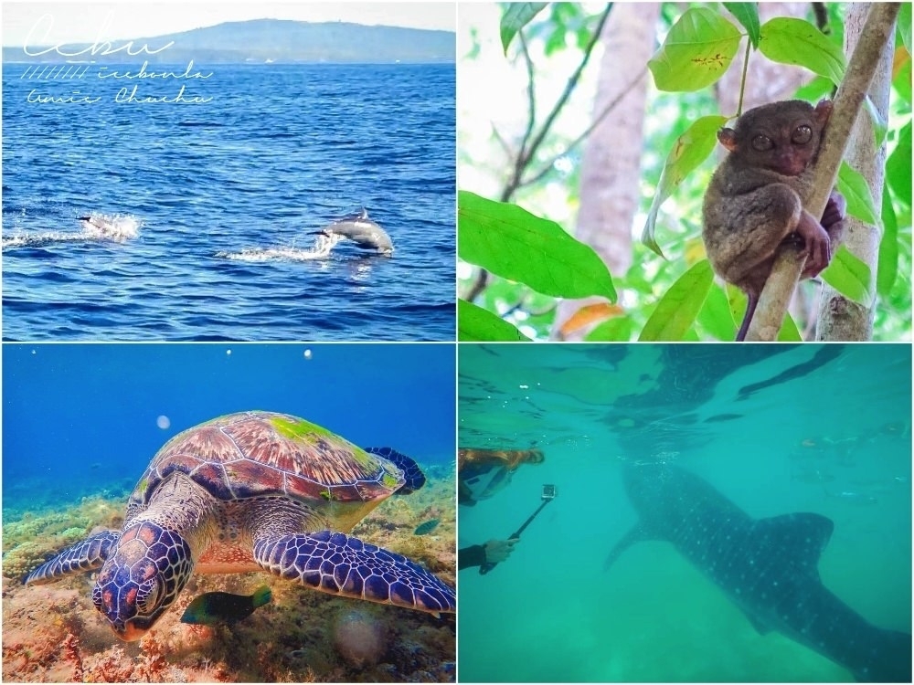 宿霧自由行,宿霧簽證,宿霧渡假,宿霧飯店,宿霧交通,宿霧薄荷島,宿霧旅行社推薦,宿霧鈦美,鈦美旅行社,海島旅行,海島自由行,海島推薦