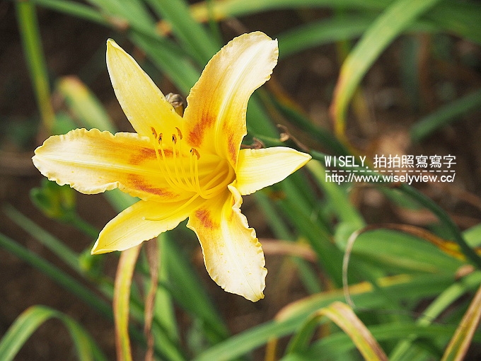 【遊記】新北市。三芝鄉：牧蜂農場＠特色金針花田小秘境，還有天然風味蜂蜜茶~(交通方式)