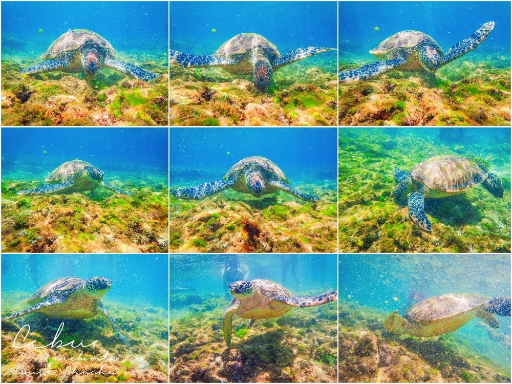 宿霧自由行,海島旅行,鈦美,宿霧海龜,浮潛海龜,阿波島海龜,杜馬蓋地海龜,宿霧度假