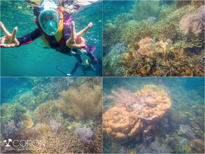 科隆自由行,巴拉望科隆島,coron,科隆島沉船,科隆島浮潛,科隆島潛水