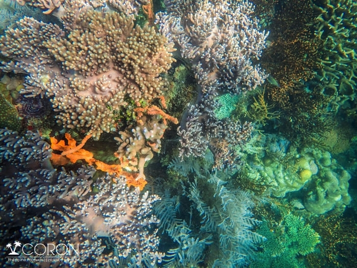 科隆自由行,巴拉望科隆島,coron,科隆島沉船,科隆島浮潛,科隆島潛水