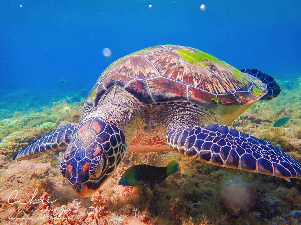 宿霧自由行,海島旅行,鈦美,宿霧海龜,浮潛海龜,阿波島海龜,杜馬蓋地海龜,宿霧度假