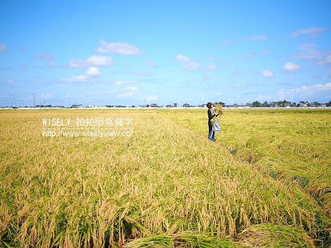 【旅行】日本新潟。JR東日本自由行：JR新潟農場收割體驗，新潟市區用餐策散(鍋茶屋-光琳、古町通、丸伊壽司)，La Bistecca農家餐廳，岩室溫泉(住宿)