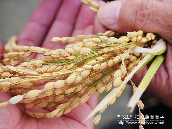 【旅行】日本新潟。JR東日本自由行：JR新潟農場收割體驗，新潟市區用餐策散(鍋茶屋-光琳、古町通、丸伊壽司)，La Bistecca農家餐廳，岩室溫泉(住宿)