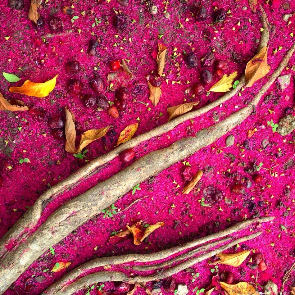 059-victor-kintanar-trees-1st-950x950