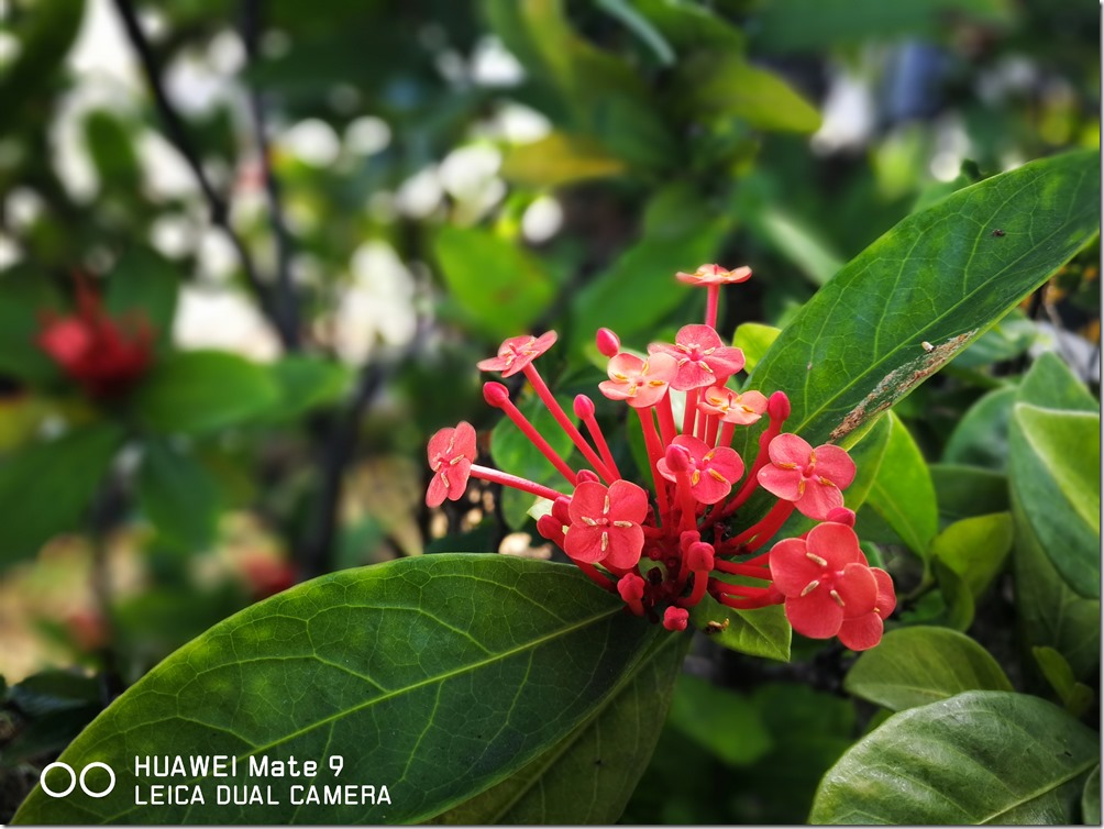 IMG_20161202_084427_1