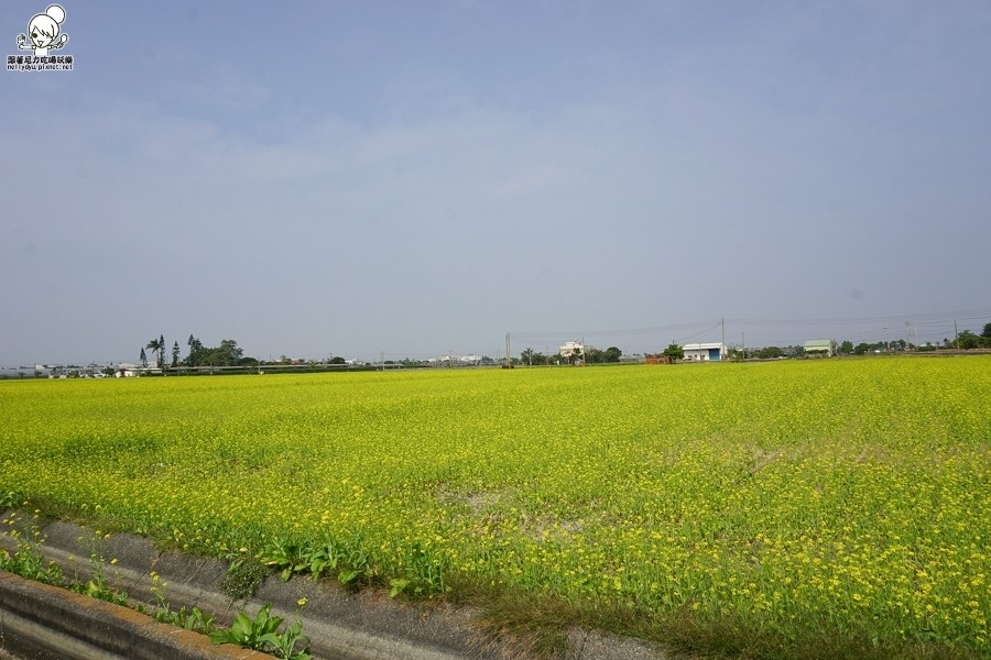 嘉義太保 花海 (5 - 28).jpg