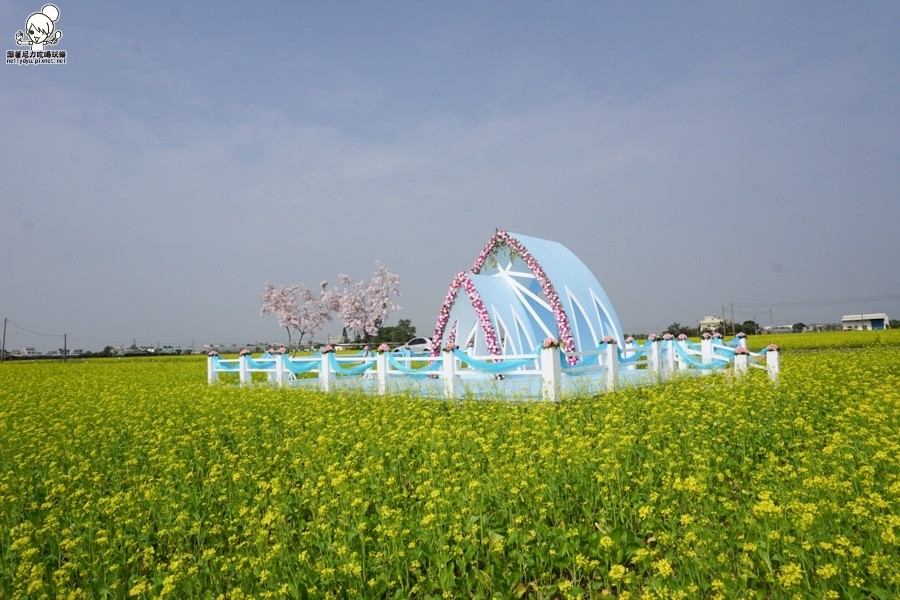 嘉義太保 花海 (9 - 28).jpg