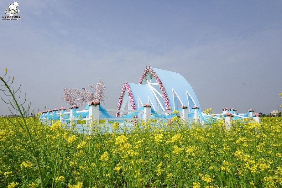 嘉義太保 花海 (7 - 28).jpg