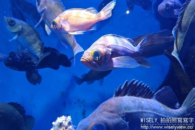 《3C開箱文。華碩手機》ASUS ZenFone 3 Zoom:親子旅行隨手拍@F1.7大光圈2.3X光學鏡頭,1+1雙鏡頭遇見美一刻 《3C開箱文。華碩手機》ASUS ZenFone 3 Zoom:親子旅行隨手拍@F1.7大光圈2.3X光學鏡頭,1+1雙鏡頭遇見美一刻