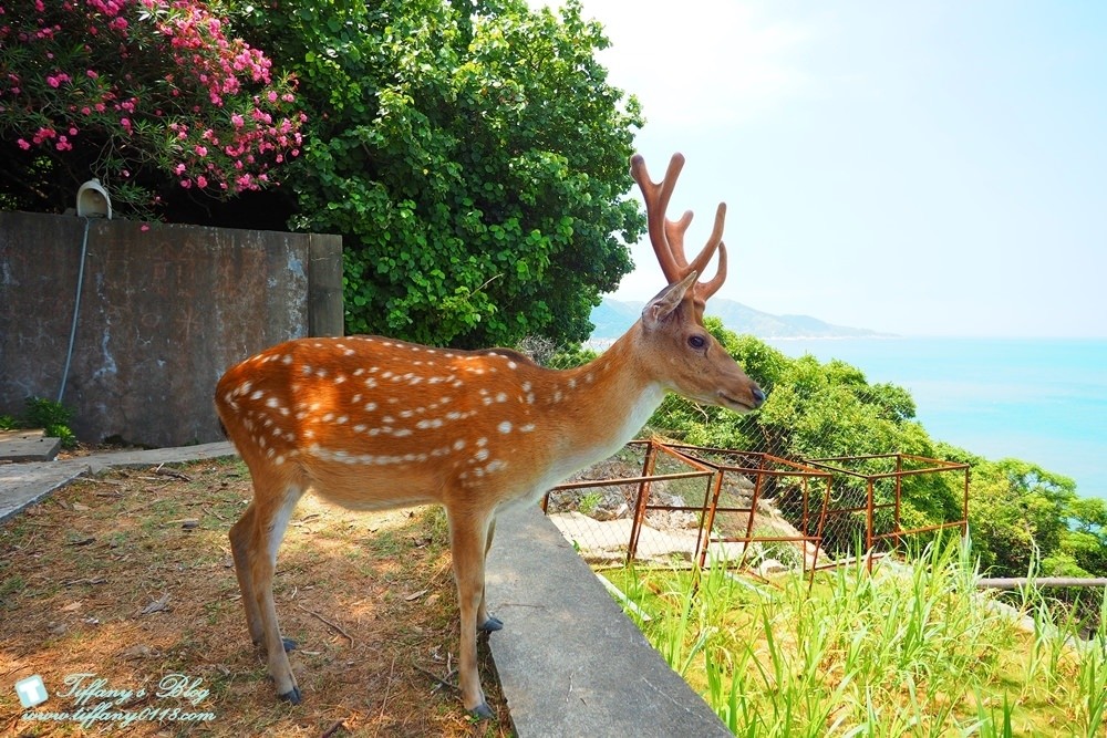 馬祖四天三夜懶人包--南北竿/南竿+北竿好吃好玩美食景點一次收錄(文末贈禮)