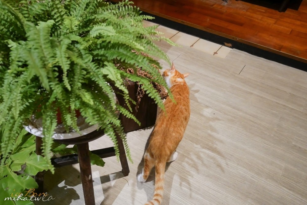 台中自由行,台中咖啡廳,台中景點,ig打卡點,老屋咖啡廳,