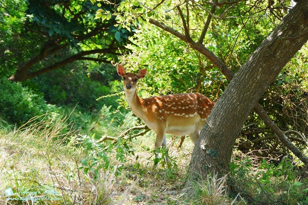 馬祖四天三夜懶人包--南北竿/南竿+北竿好吃好玩美食景點一次收錄(文末贈禮)