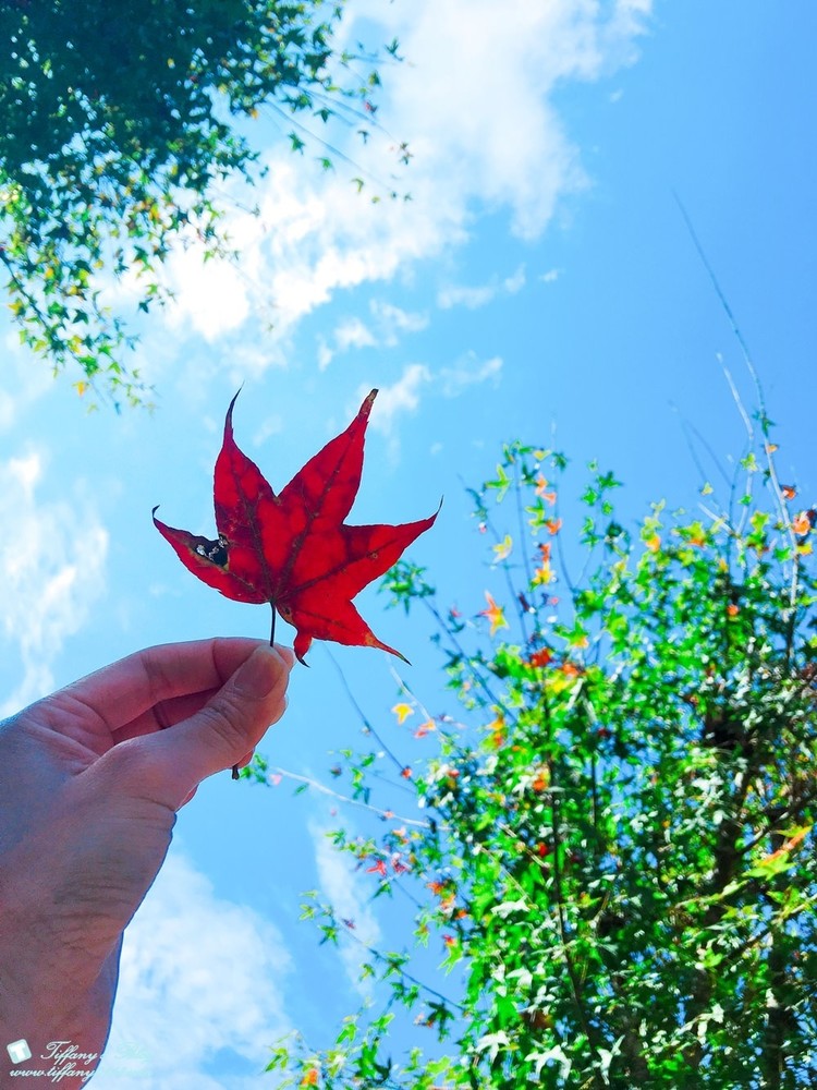 [苗栗.南庄] Hororok哈洛客露營區4露–南庄老街附近/親子水池+兒童沙坑!!(內有露營必備清單)