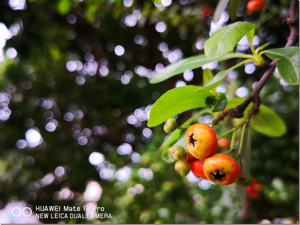 23845858_1599757886739037_1019263847786120390_o