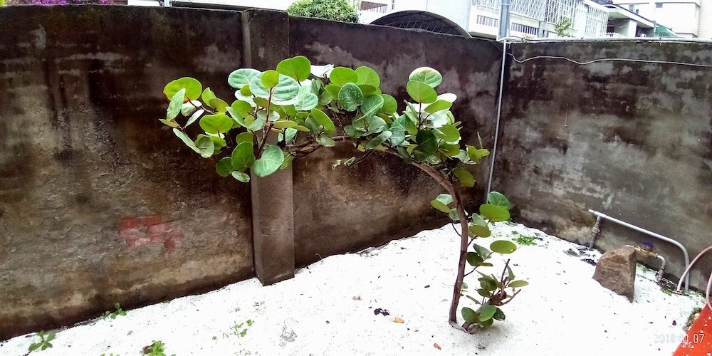 ASUS ZenFone Max Plus (M1)