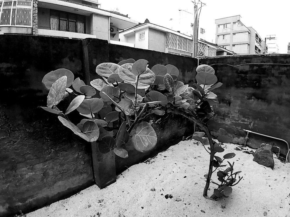 ASUS ZenFone Max Plus (M1)