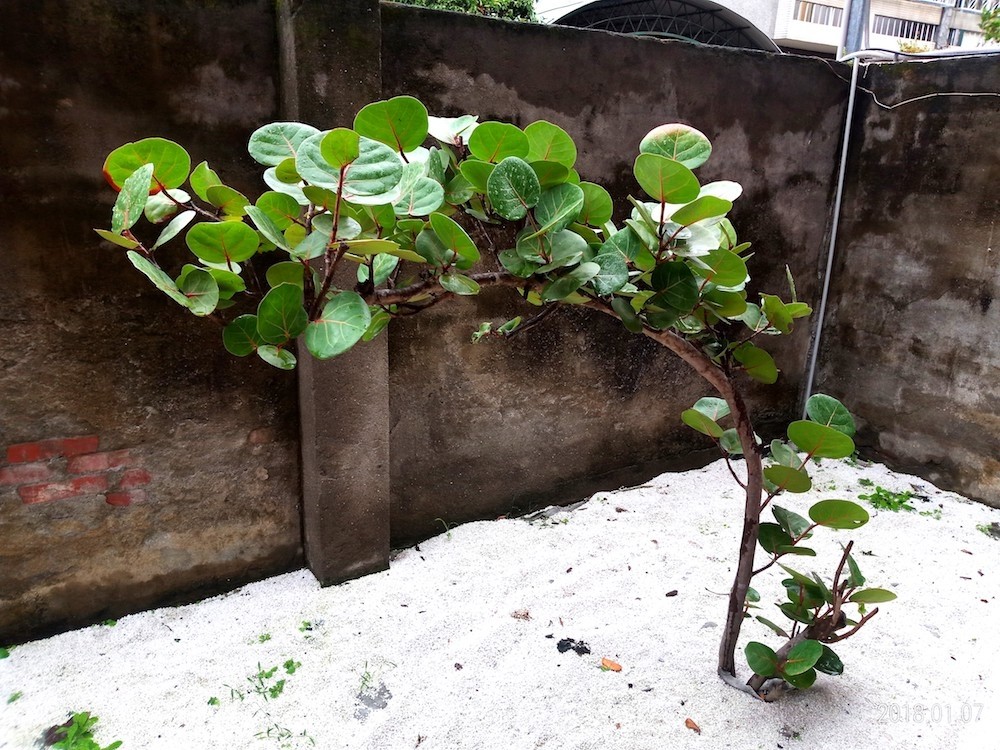 ASUS ZenFone Max Plus (M1)