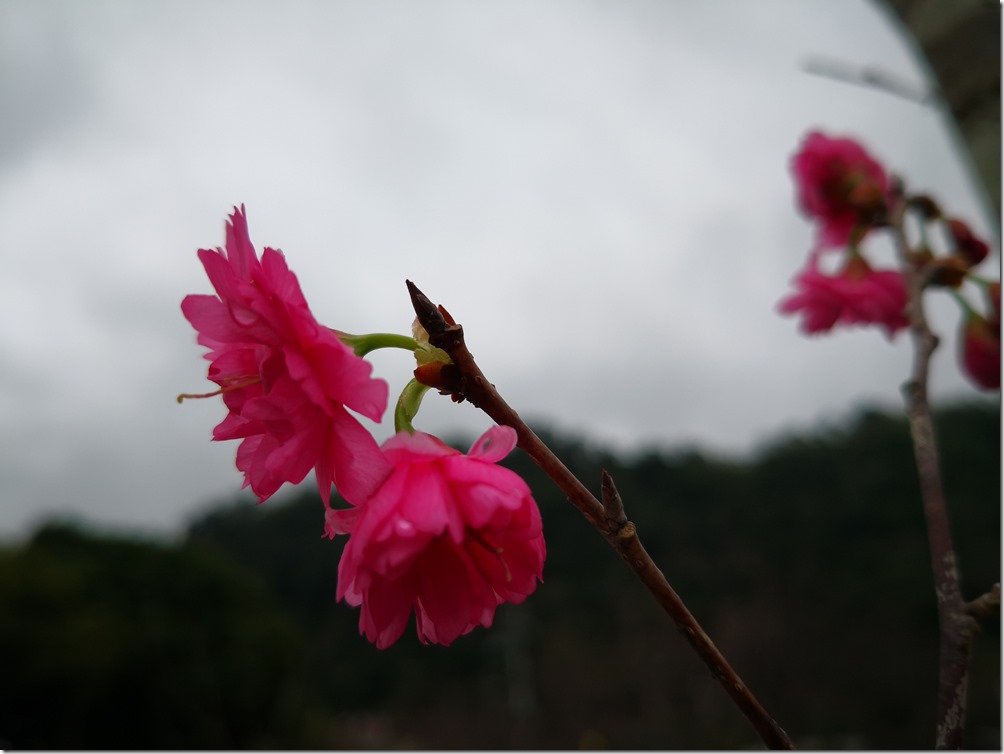 IMG_20180129_141411 IMG_20180129_141411