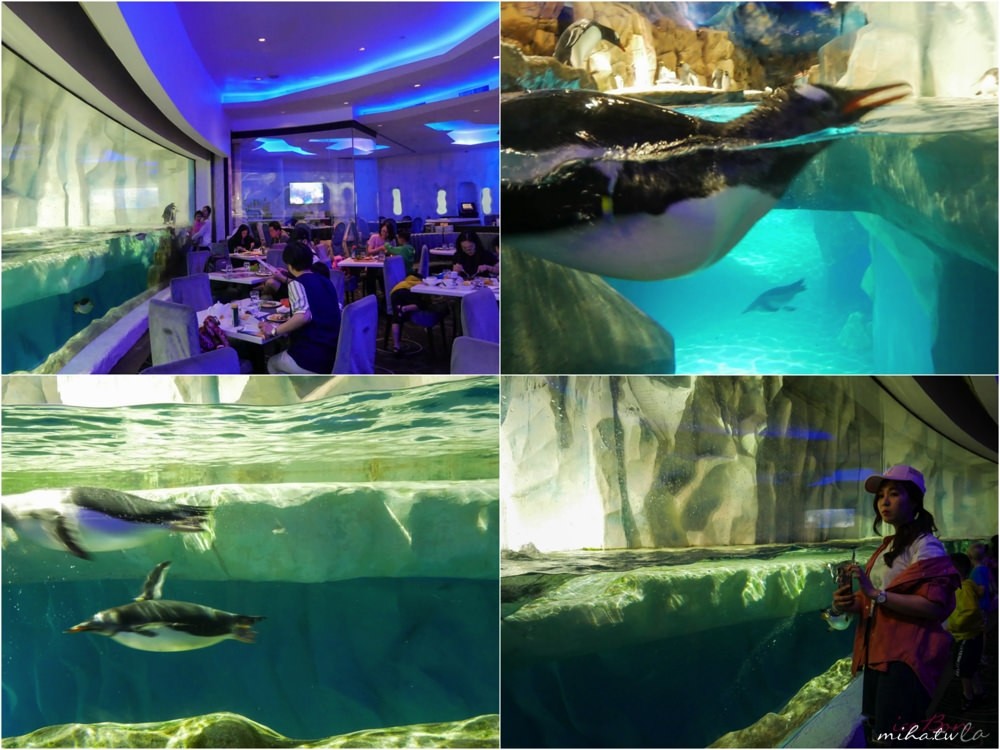 香港自由行,香港海洋公園,香港景點,香港好玩,