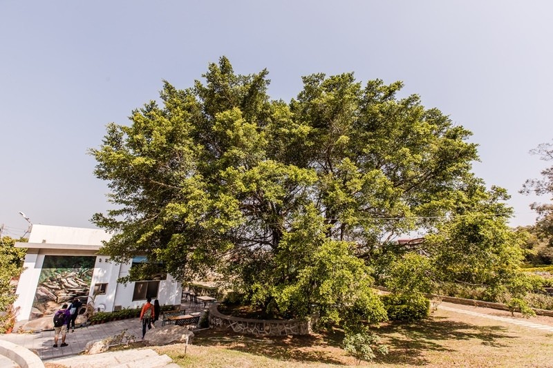 金門花海鹽田夕陽 (15)