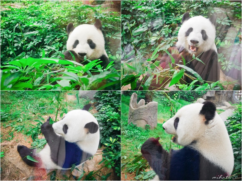 香港自由行,香港海洋公園,香港景點,香港好玩,