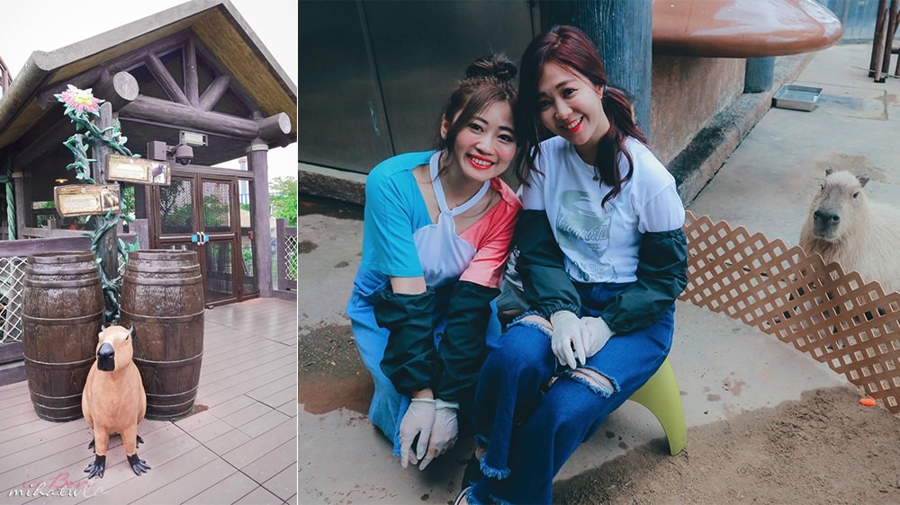 香港自由行,香港海洋公園,香港景點,香港好玩,香港飯店推薦,香港海洋公園與動物親上加親