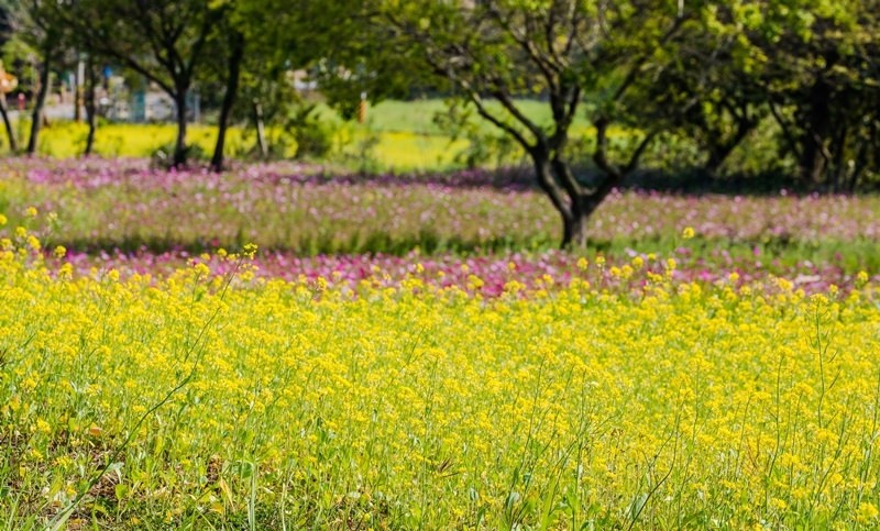 金門花海鹽田夕陽 (36)