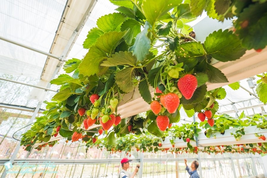 桃園一日遊攻略：2018桃園農業博覽會+大江購物中心/逛完農博直衝大江購物中心吃美食+吹冷氣+免費停車一次滿足