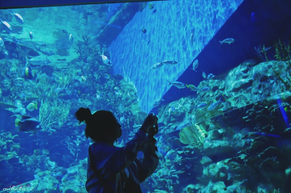 香港自由行,香港海洋公園,香港景點,香港好玩,