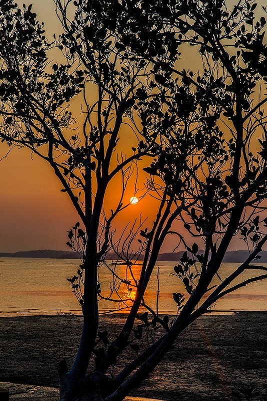 金門花海鹽田夕陽 (50)