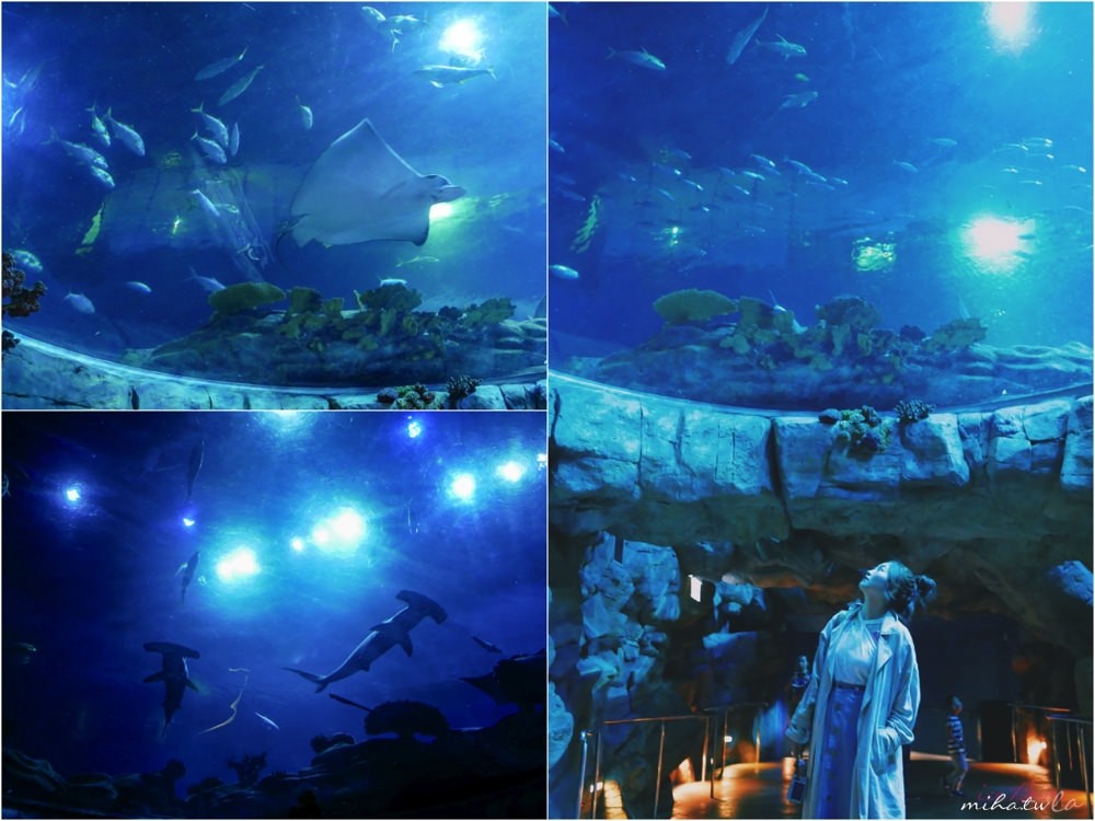 香港自由行,香港海洋公園,香港景點,香港好玩,