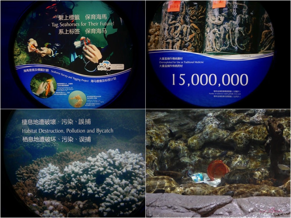 香港自由行,香港海洋公園,香港景點,香港好玩,