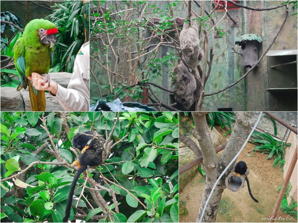 香港自由行,香港海洋公園,香港景點,香港好玩,