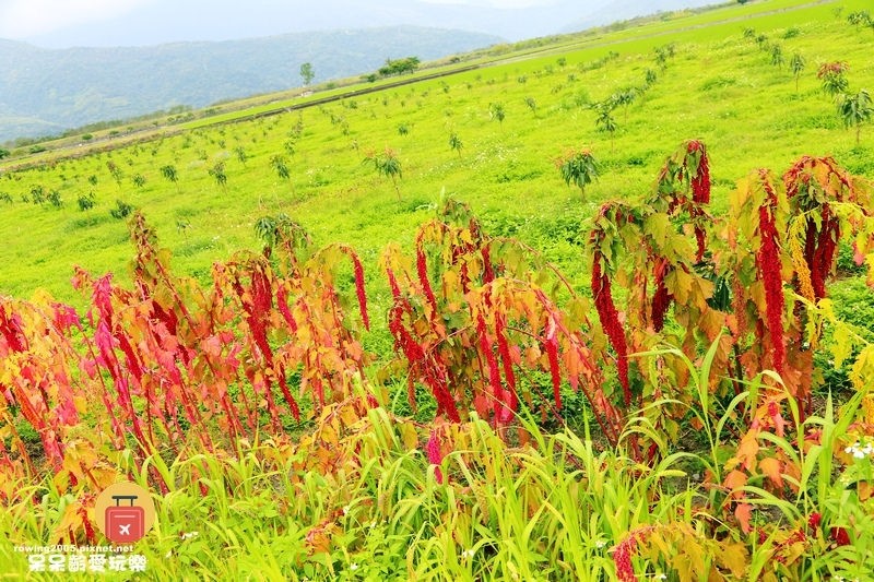 《花蓮。遊》 玉里天堂路 蜿蜒小徑碗如通往天際的神祕通道