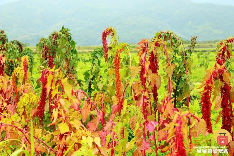 《花蓮。遊》 玉里天堂路 蜿蜒小徑碗如通往天際的神祕通道