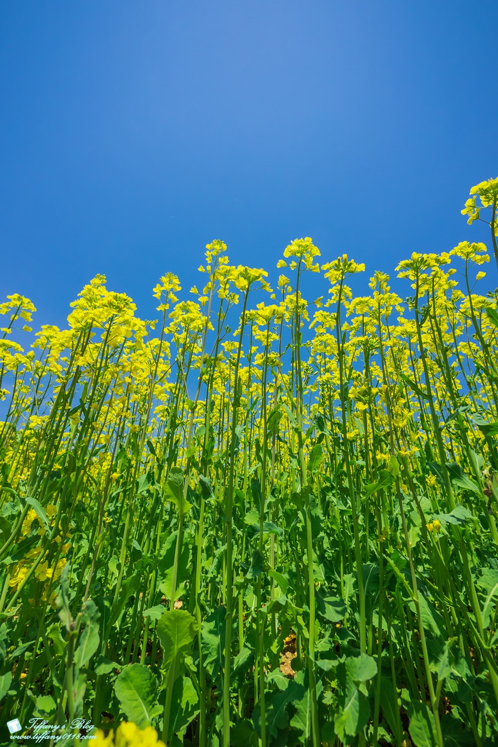 日本福島旅遊五天四夜自由行懶人包/日本東北怎麼玩?吃喝玩樂一次收錄!