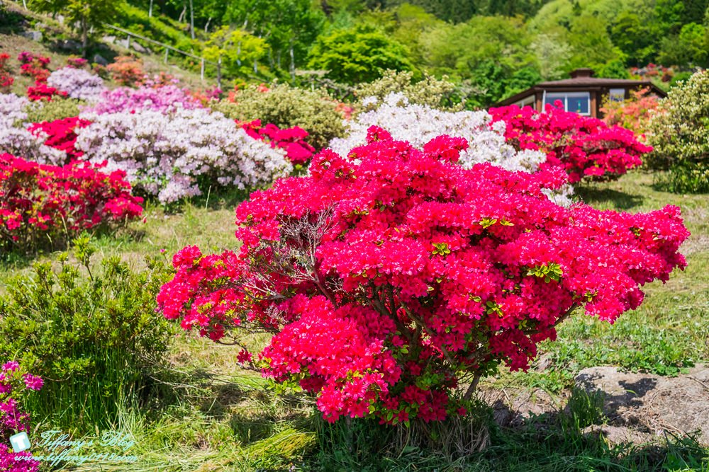 日本福島旅遊五天四夜自由行懶人包/日本東北怎麼玩?吃喝玩樂一次收錄!