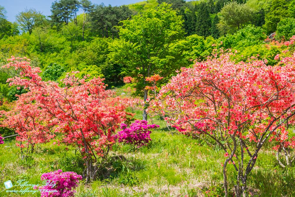 日本福島旅遊五天四夜自由行懶人包/日本東北怎麼玩?吃喝玩樂一次收錄!