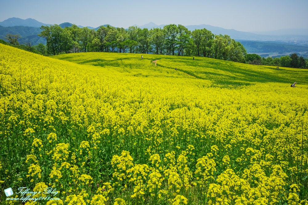 日本福島旅遊五天四夜自由行懶人包/日本東北怎麼玩?吃喝玩樂一次收錄!